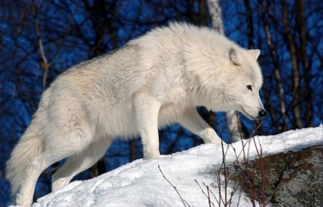 В Уфе поймали волка-альбиноса, спокойно гулявшего в парке Кашкадан