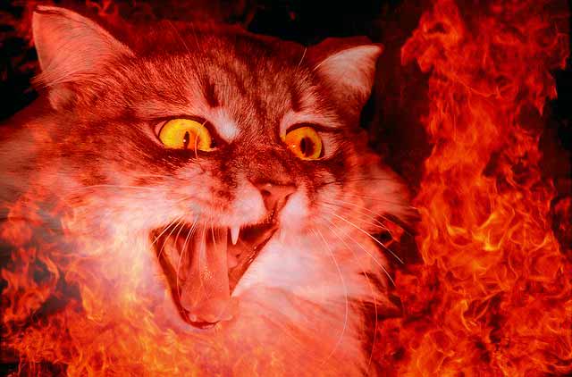 Кошка спасла своего хозяина из огня