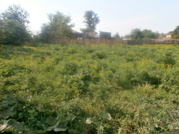 В Башкирии обнаружены плантации конопли площадью в 1,5 гектара. Огромные плантации конопли растут в Краснокамских поселениях.
