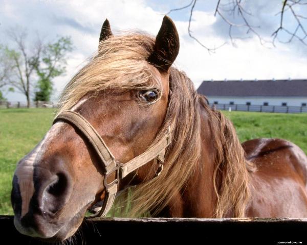 В Башкирии из детского лагеря угнали лошадь. Лошадь украл животновод 