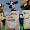 Molochnaya_strana